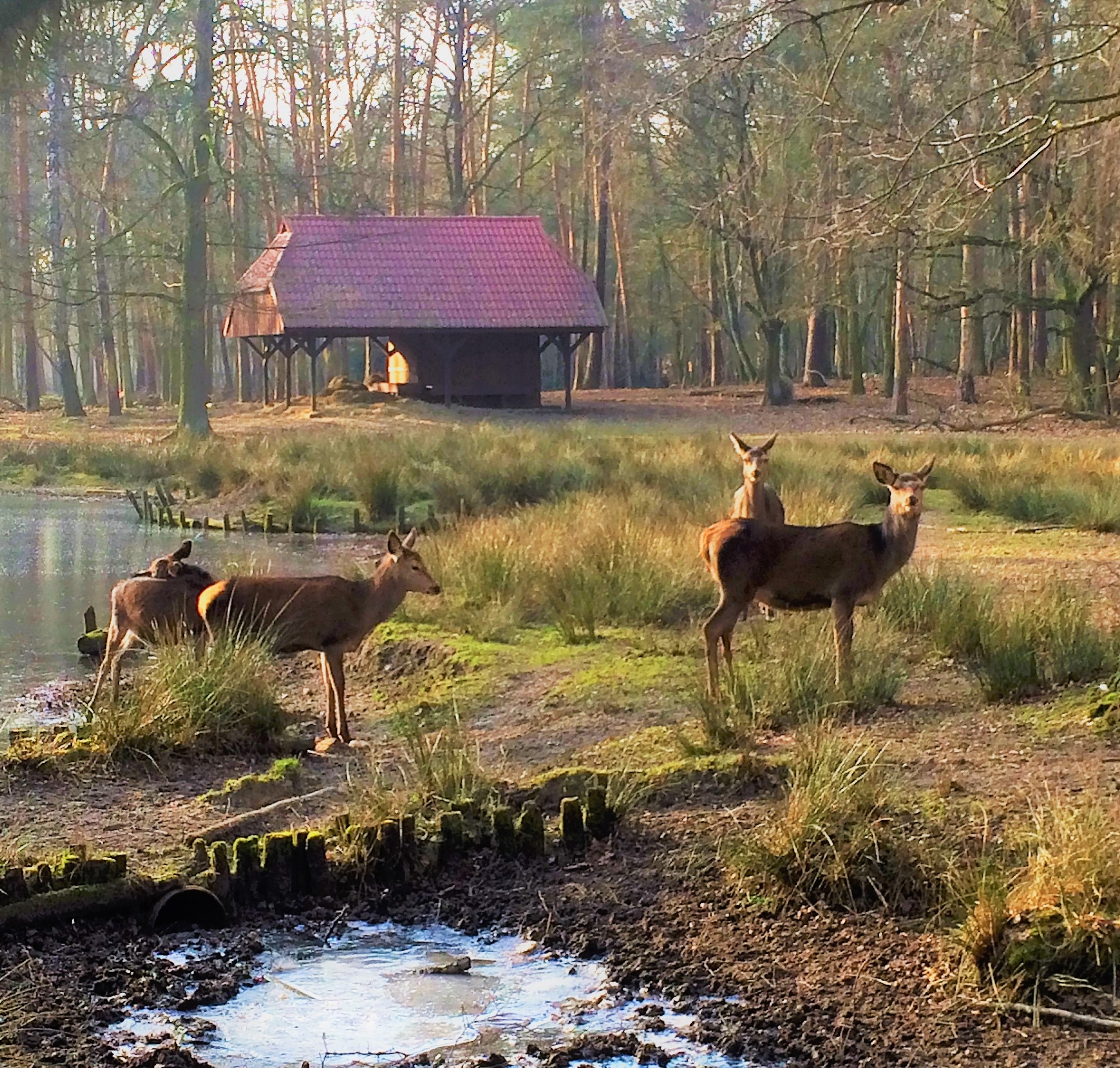 Spandauer Forst - Rehe