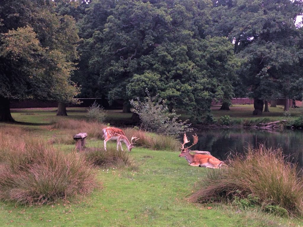 Rehe