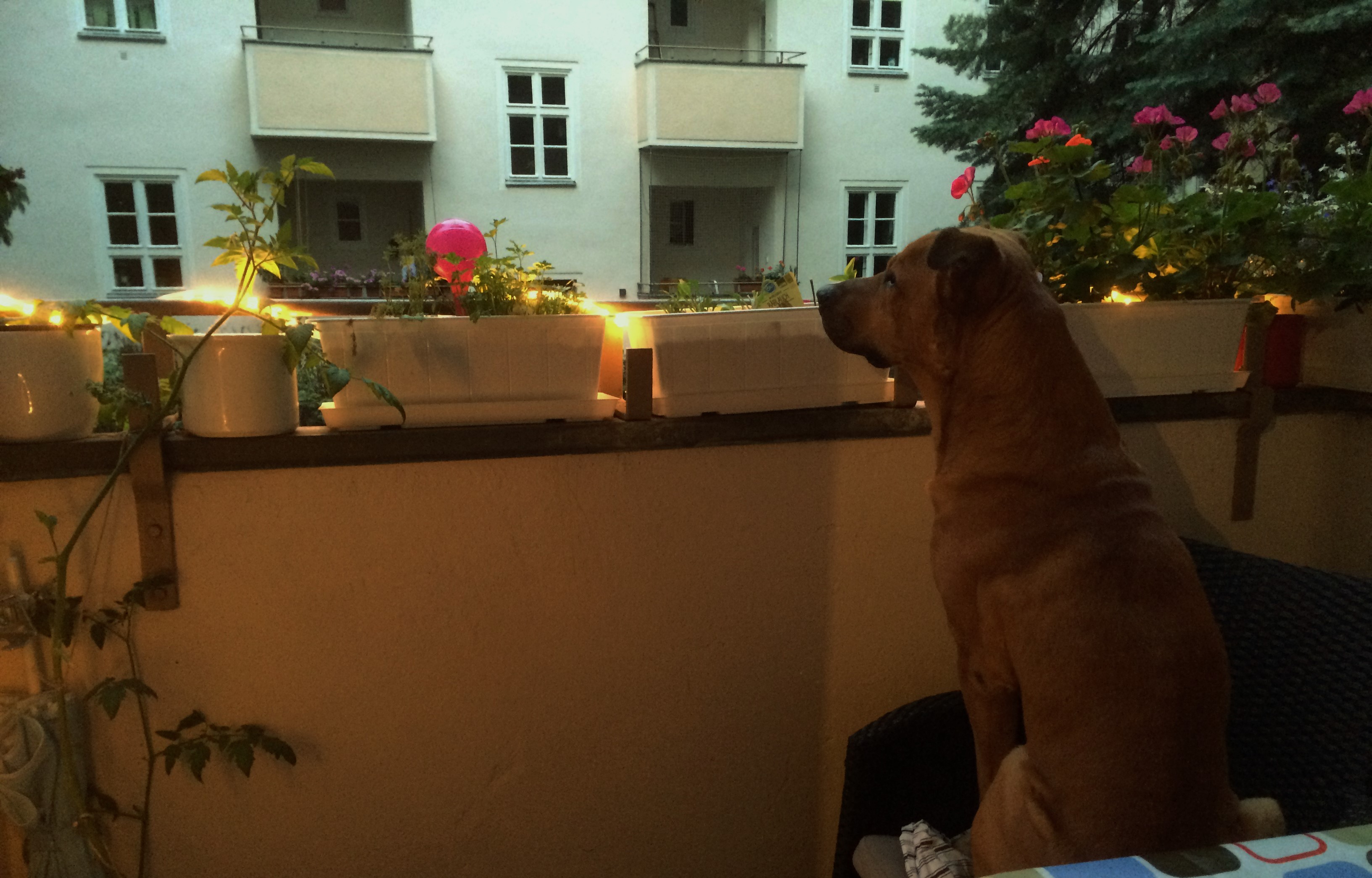 Samson auf dem Balkon