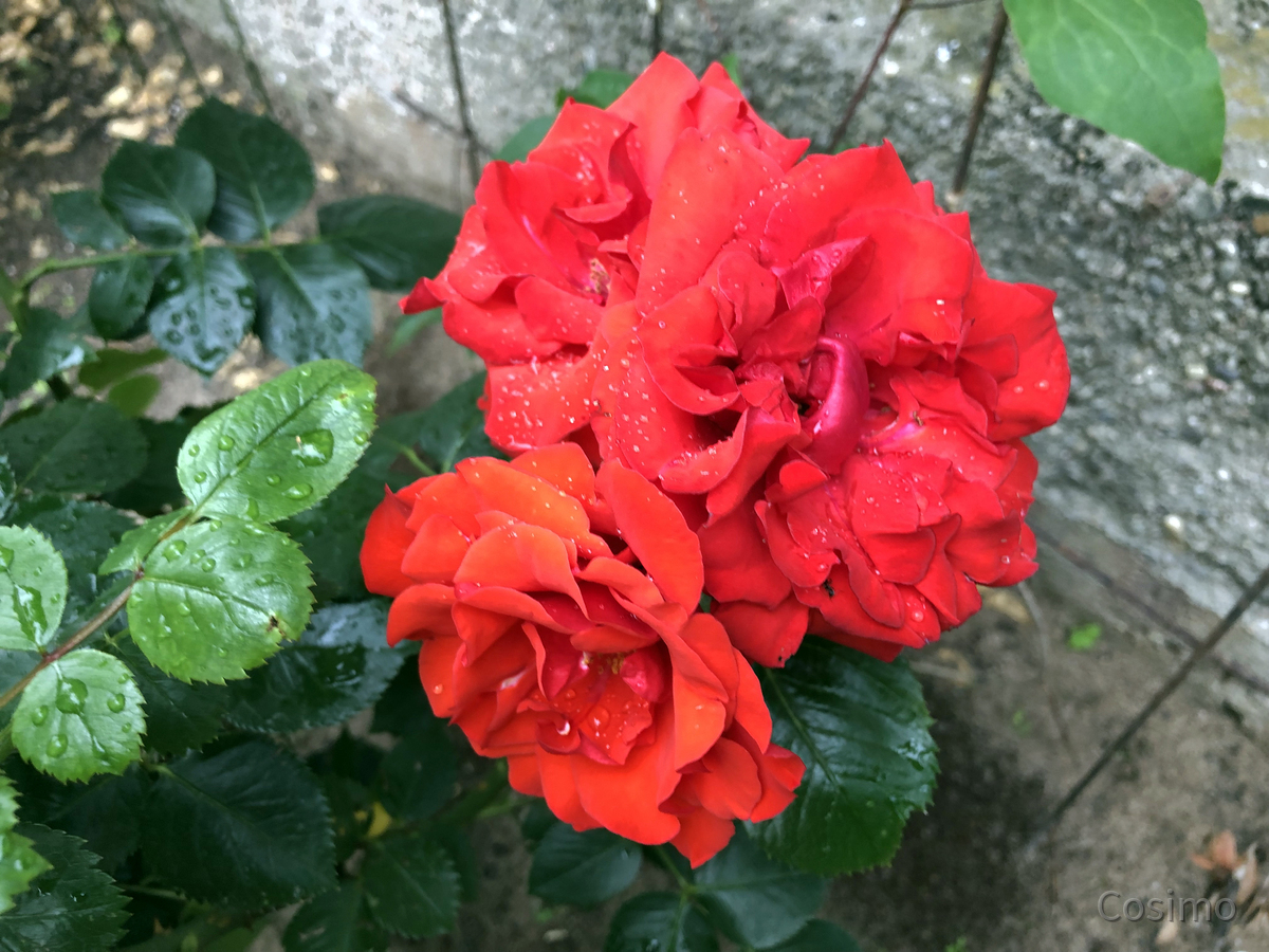 Rote Rosen wunderbar