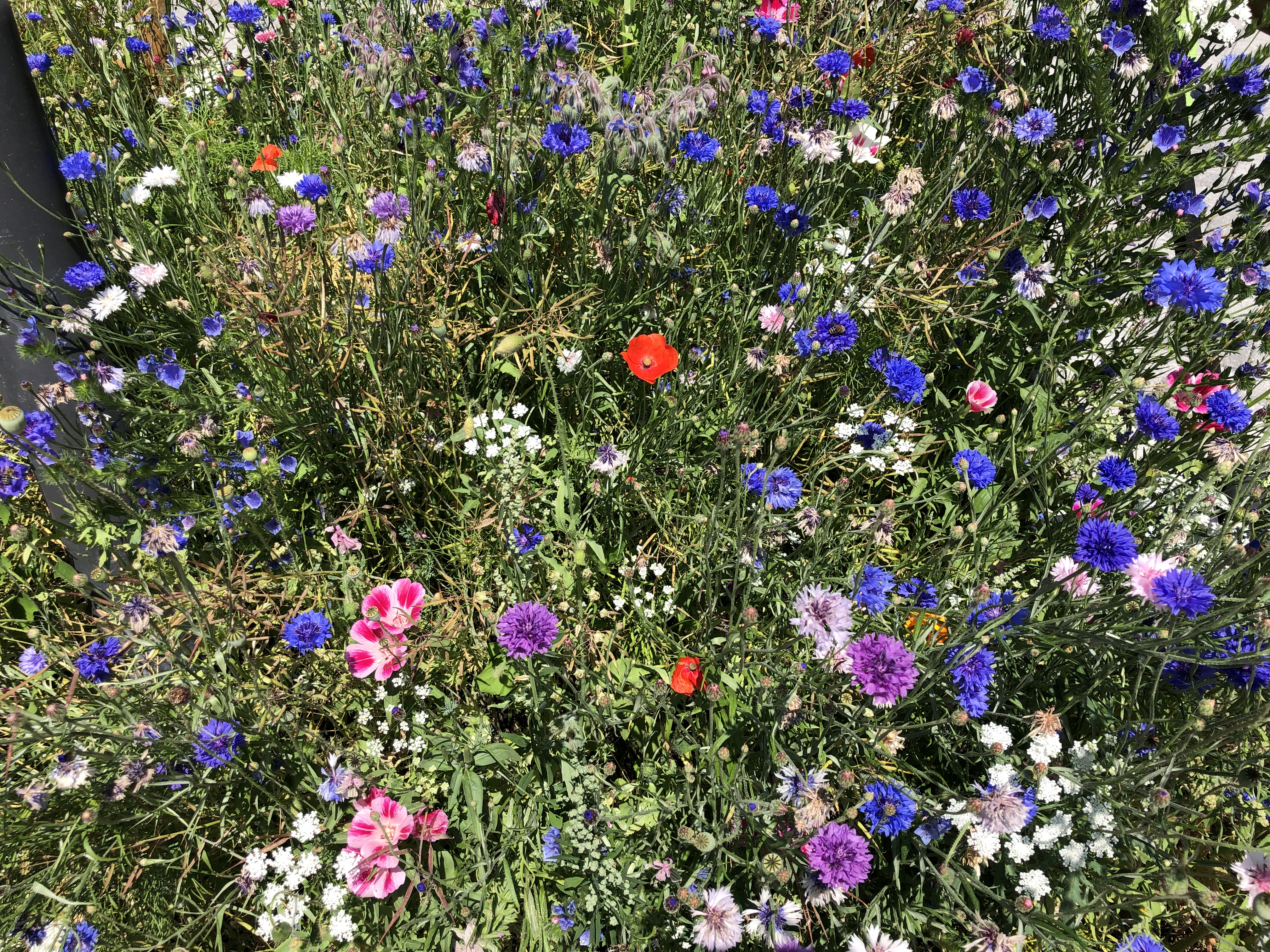 Schöne Sommerblumen