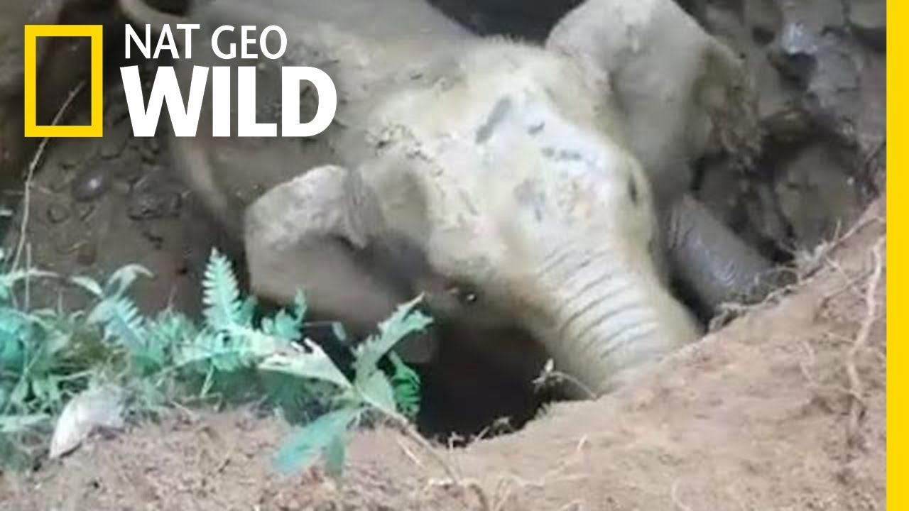 Sieh die herzergreifende Rettung eines Baby-Elefanten, der in einem Brunnenschacht gefangen ist | Nat Geo Wild