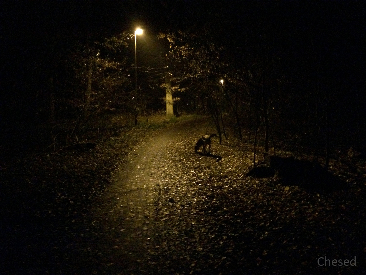 Herbstlichter - Königstädten - Autumn Lights - 2013 - Viehtrift - Wald 7