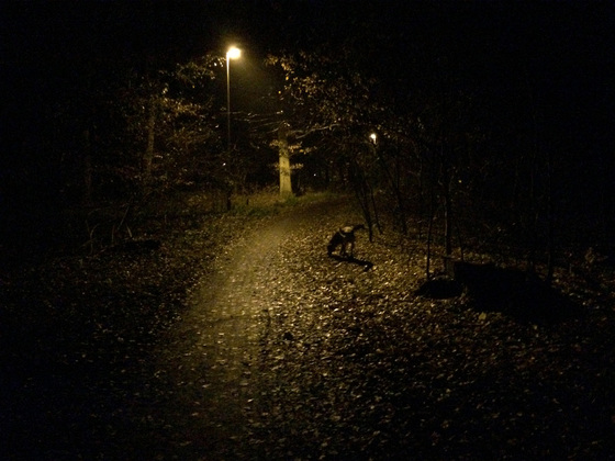 Herbstlichter - Königstädten - Autumn Lights - 2013 - Viehtrift - Wald 7
