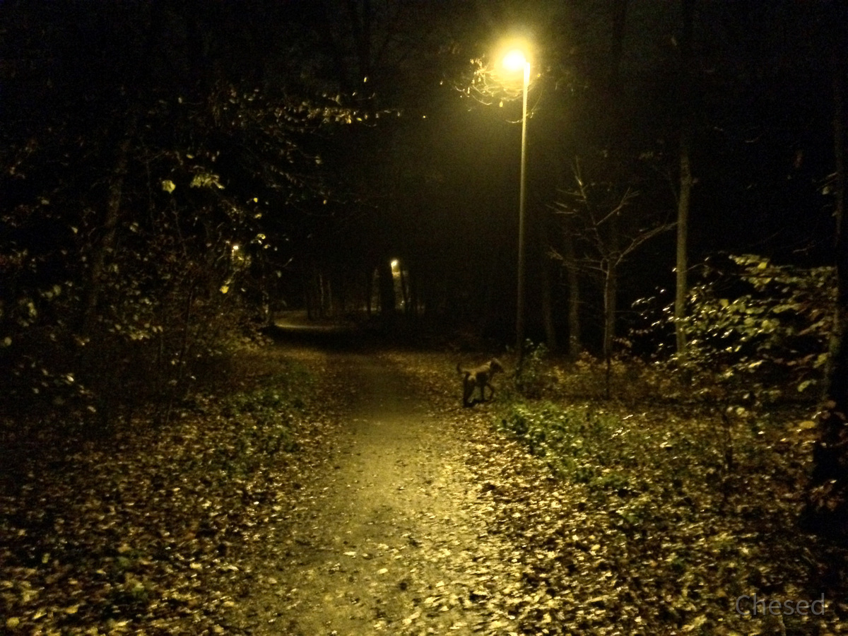 Herbstlichter - Königstädten - Autumn Lights - 2013 - Viehtrift - Wald 6