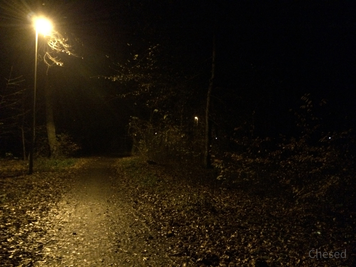 Herbstlichter - Königstädten - Autumn Lights - 2013 - Viehtrift - Wald 5