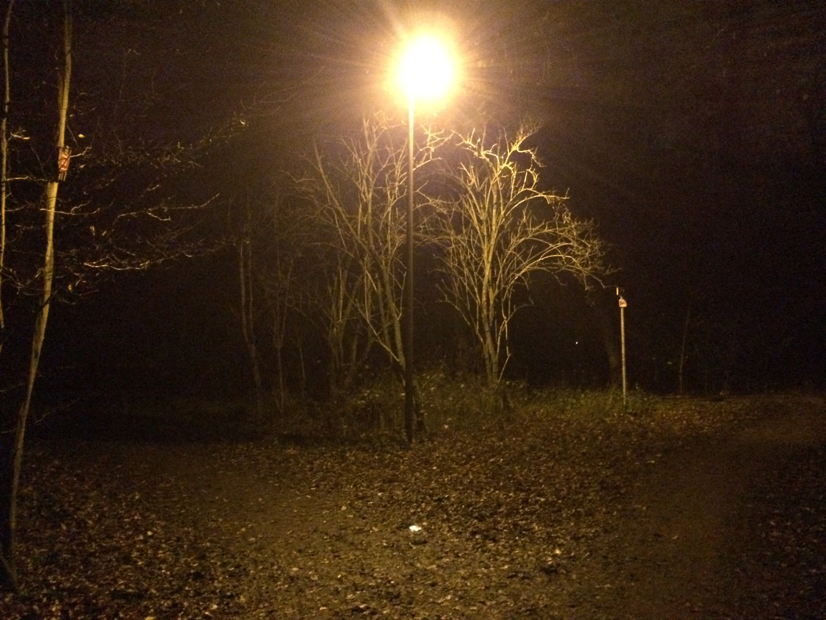 Herbstlichter - Königstädten - Autumn Lights - 2013 - Viehtrift - Wald 4