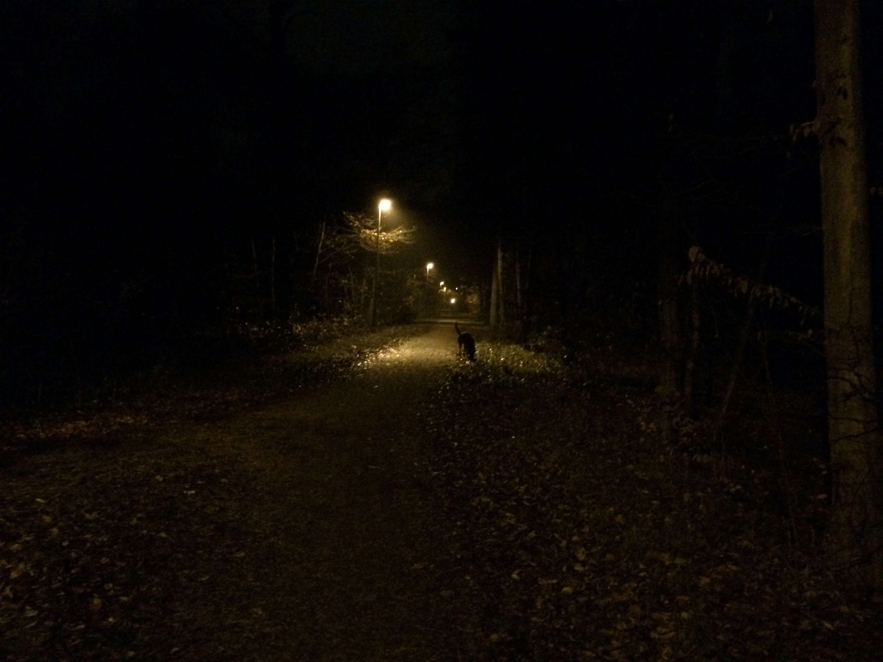 Herbstlichter - Königstädten - Autumn Lights - 2013 - Viehtrift - Wald 3