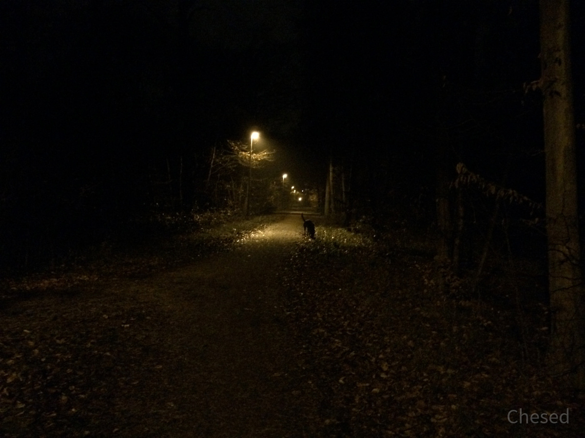 Herbstlichter - Königstädten - Autumn Lights - 2013 - Viehtrift - Wald 3