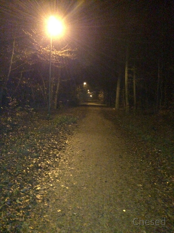 Herbstlichter - Königstädten - Autumn Lights - 2013 - Viehtrift - Wald 2