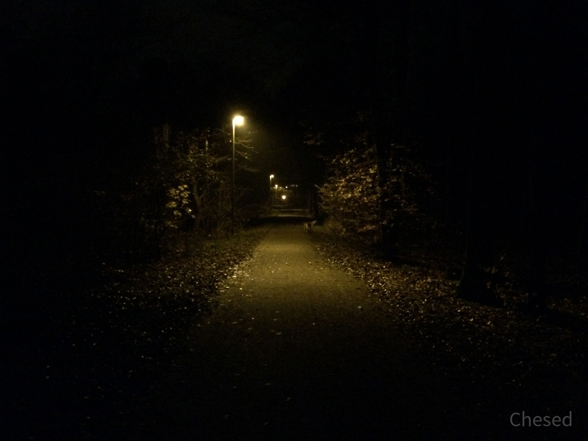 Herbstlichter - Königstädten - Autumn Lights - 2013 - Viehtrift - Wald 1