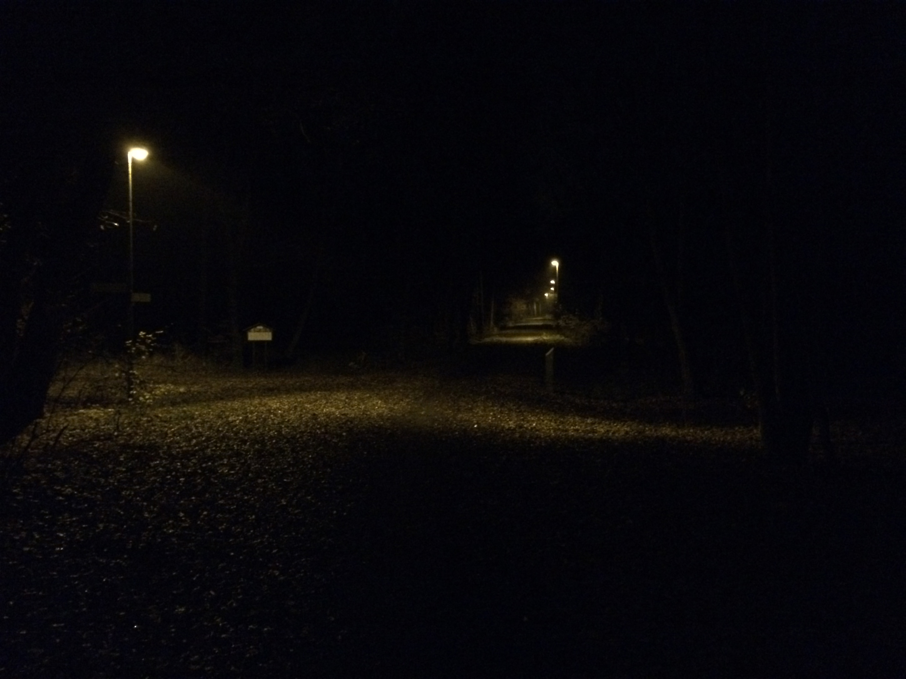 Herbstlichter - Königstädten - Autumn Lights - 2013 - Viehtrift - Wald