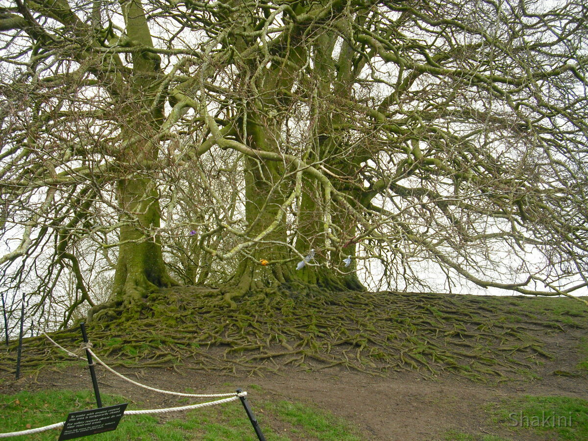 Avebury - Uralter, wunderschöner Baum