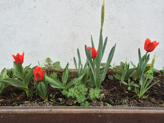 Blühende Tulpen - 12.März 2014