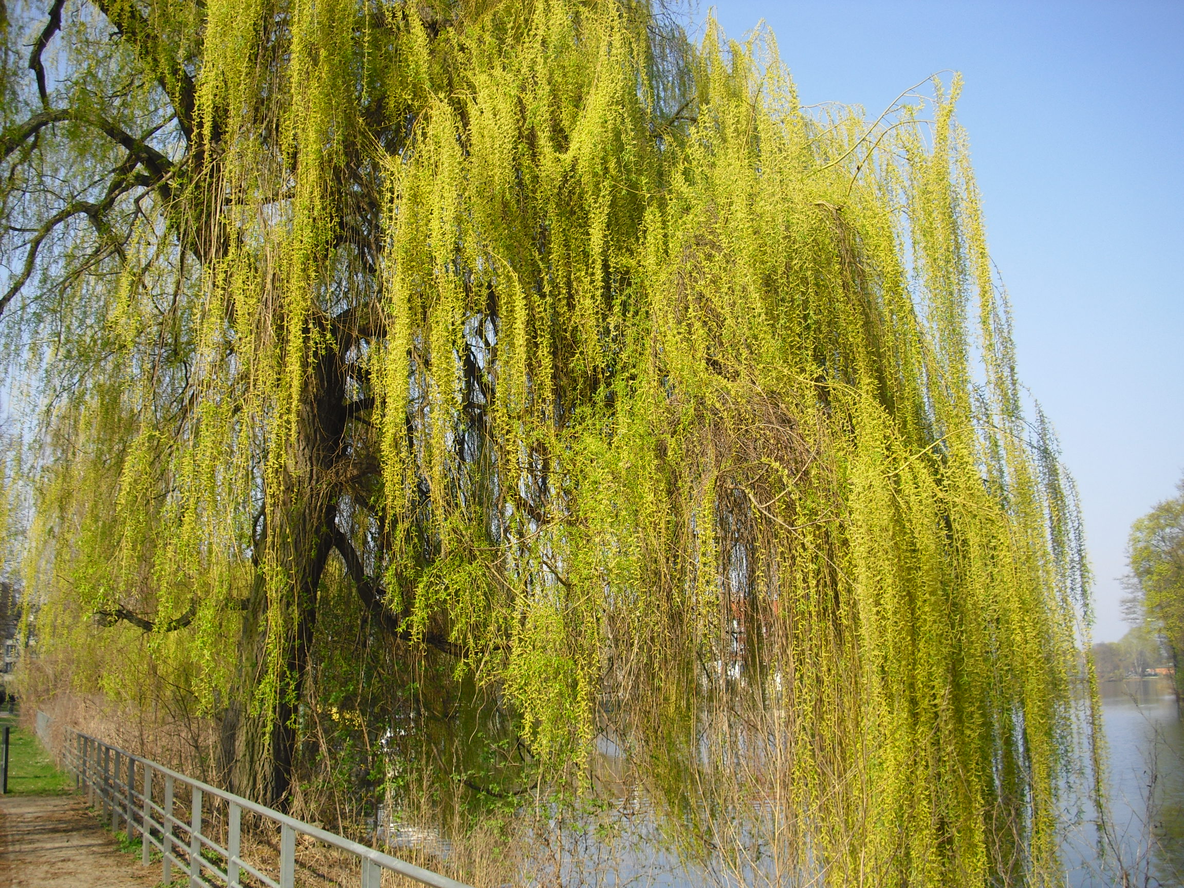 Weidenkätzchen an der Lindenufer Promenade in Berlin-Spandau