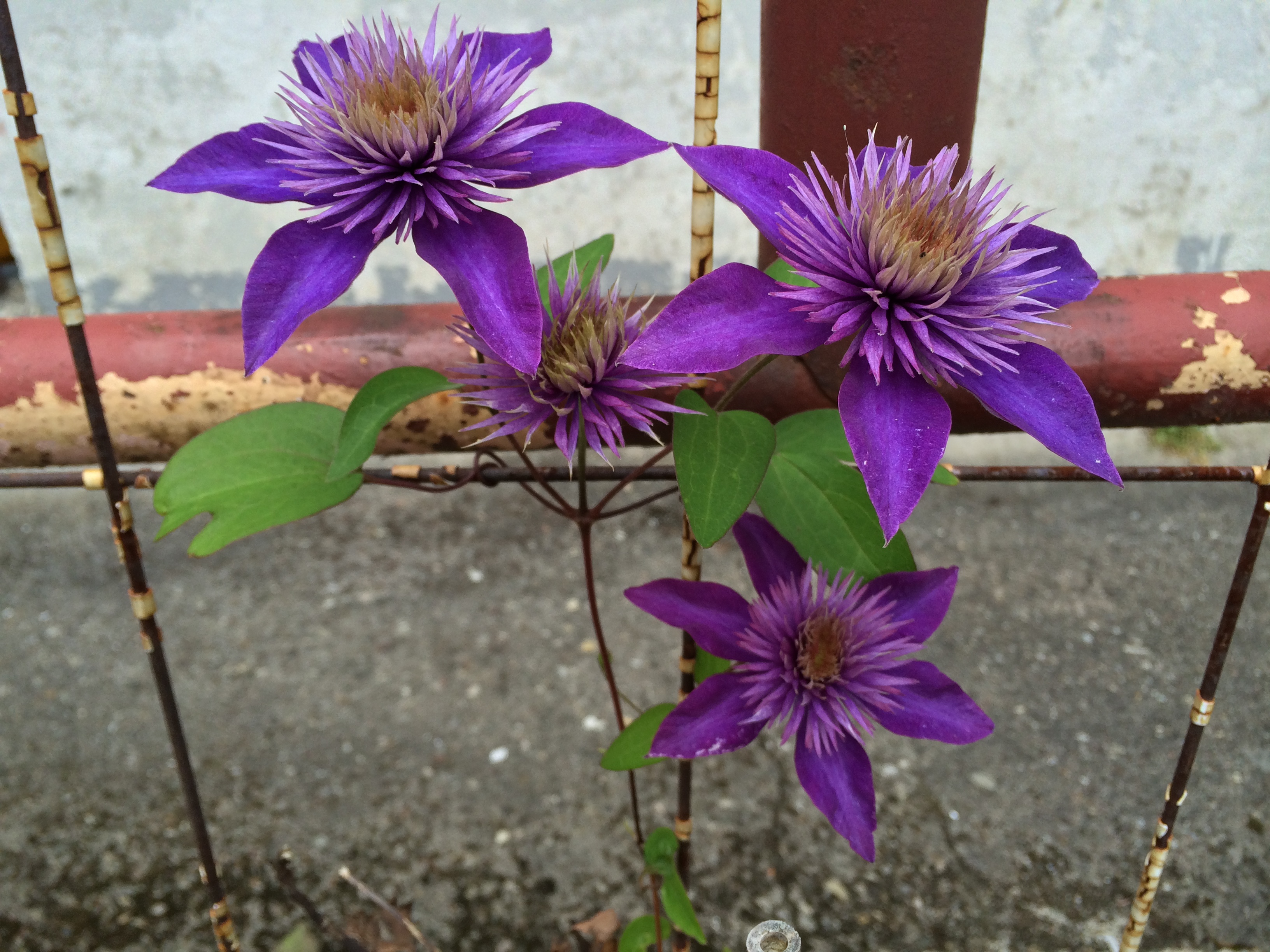 Clematis 2