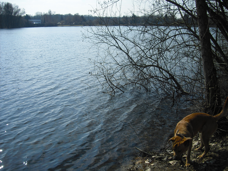 Hegbachsee Nauheim - Niederwaldsee Gross-Gerau mit Hund Samson