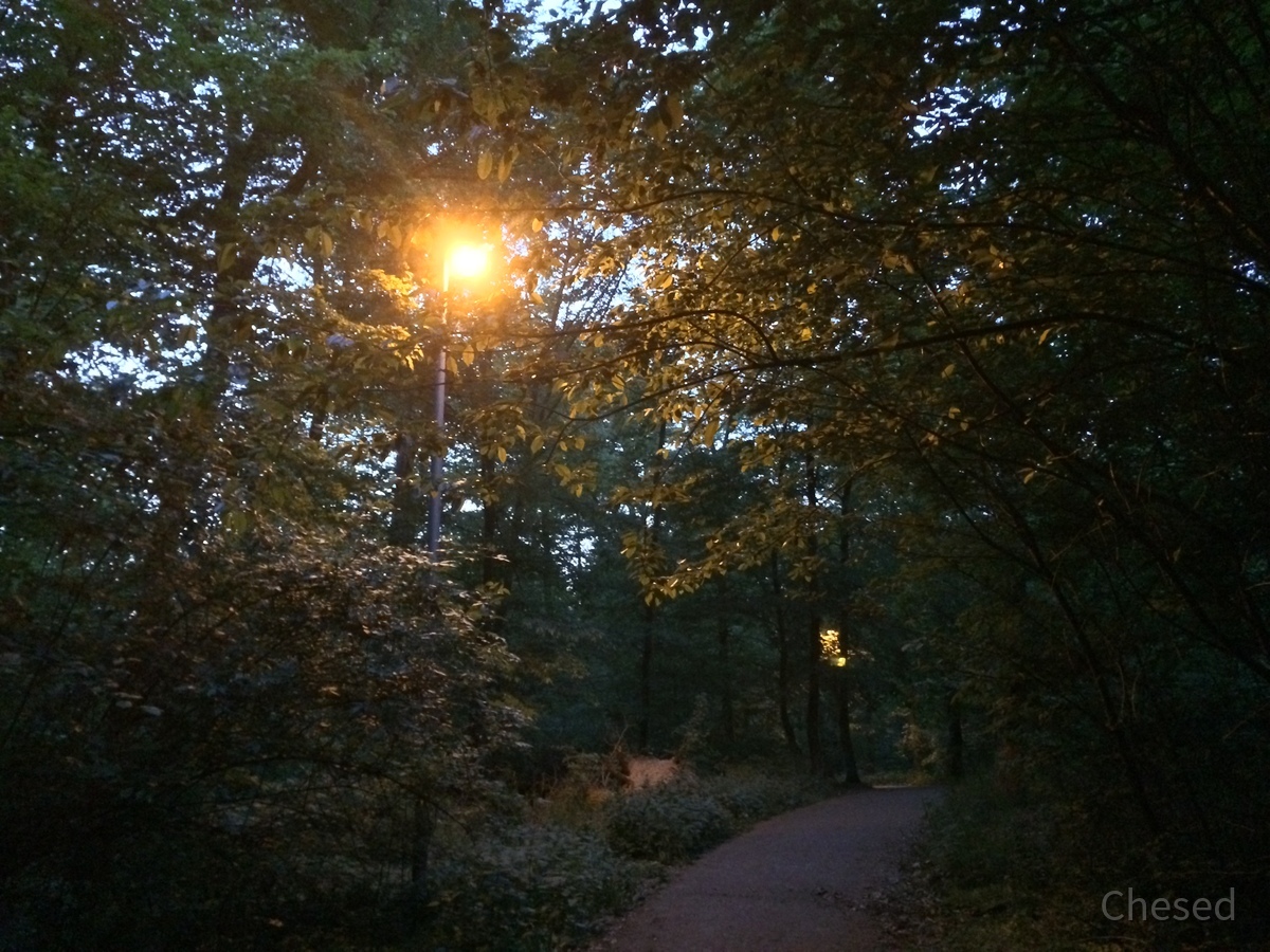 Frühlingslichter - Königstädten - Spring Lights - 2014 - Viehtrift - Wald