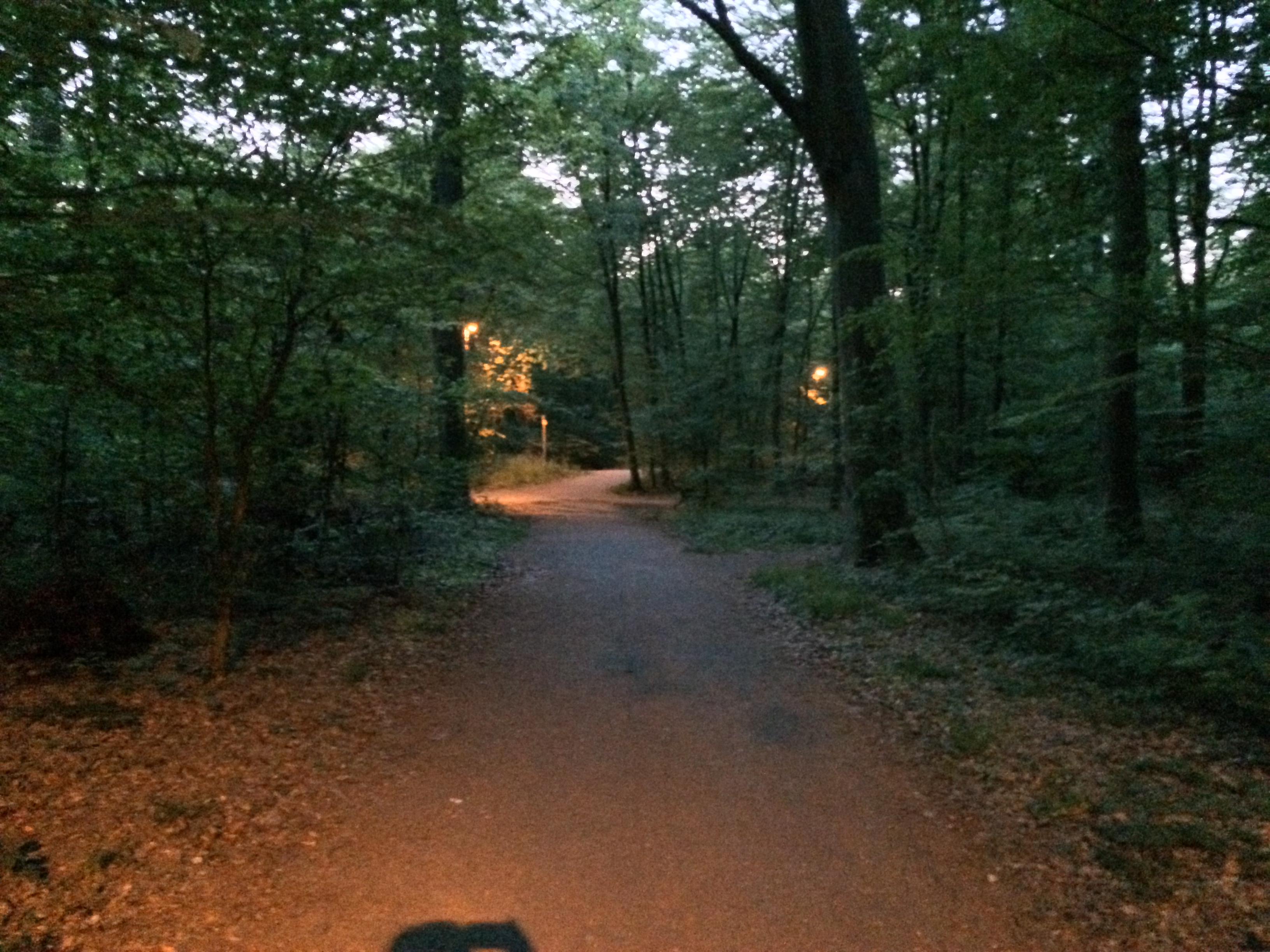 Frühlingslichter - Königstädten - Spring Lights - 2014 - Viehtrift - Wald 1