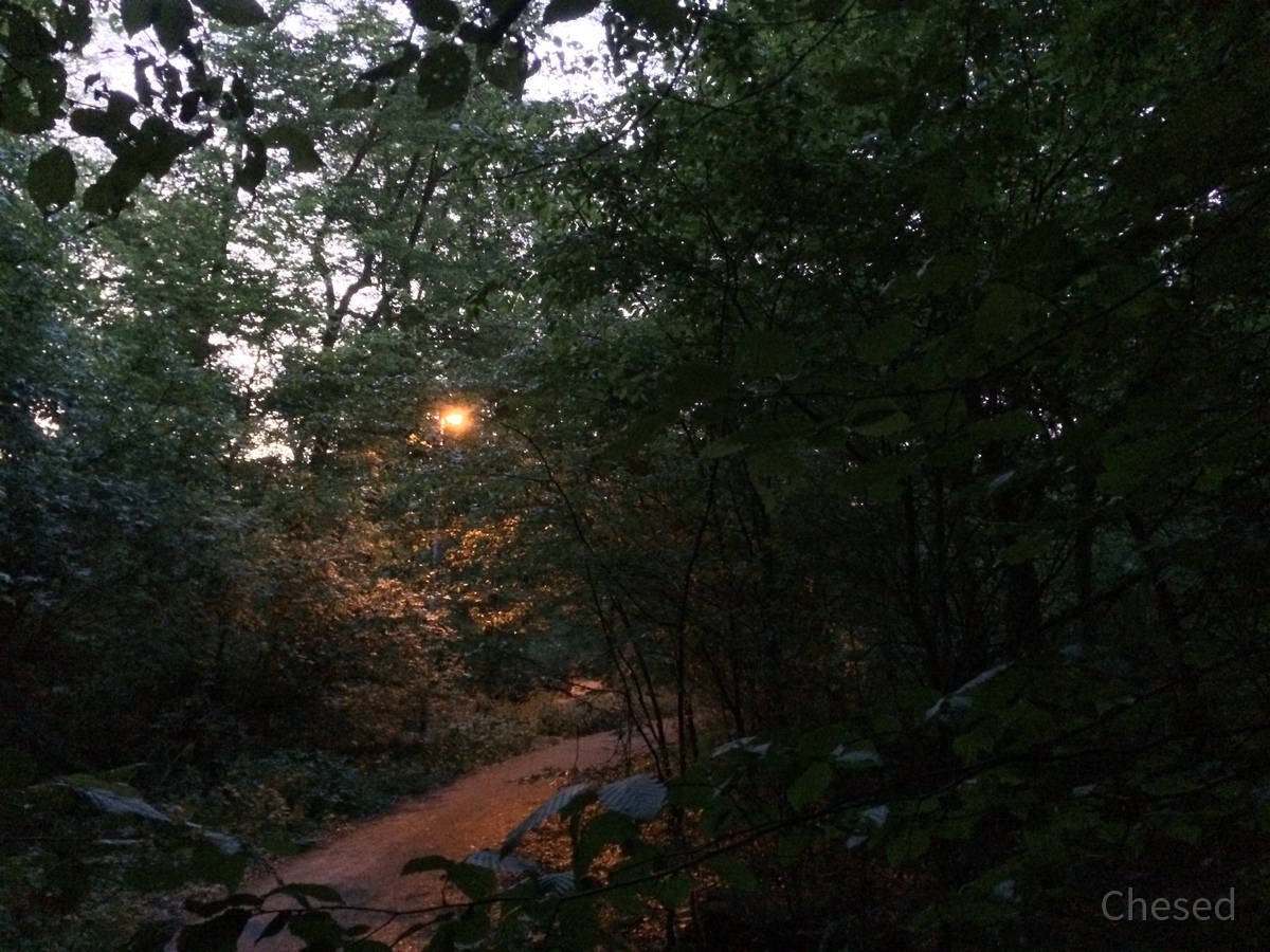 Frühlingslichter - Königstädten - Spring Lights - 2014 - Viehtrift - Wald 2