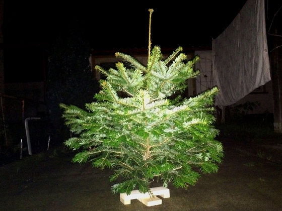 Duke's Weihnachtsbaum 2014
