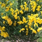 Gold-Ginster - Cytisus