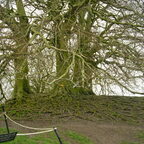 Avebury - Uralter, wunderschöner Baum