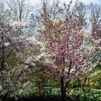 Kirschblüten im Britzer Garten