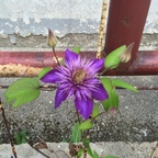 Clematis