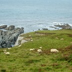 Wilde, Rauhe Landschaft und Schafe