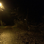 Herbstlichter - Königstädten - Autumn Lights - 2013 - Viehtrift - Wald 5