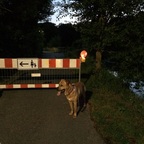 Schwarzbach-Zulauf Baustelle - Hund Samson