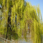 Weidenkätzchen an der Lindenufer Promenade in Berlin-Spandau