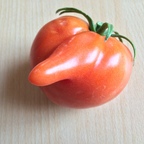 Dukemasters Tomato