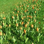 Tulpenwiese im Britzer Garten