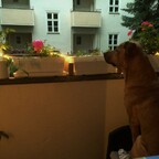 Samson auf dem Balkon