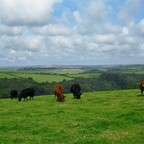 Kühe auf der Bergwiese bei Bodinnick - Cornwall