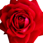 Rote Rose Valentin