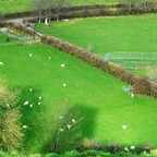 Glastonbury Tor - die weidenden Schafe