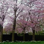 Kirschblütenallee im Britzer Garten