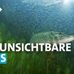 Der unsichtbare Fluss unterhalb des Rheins | SWR Geschichte und Entdeckungen