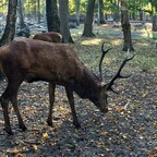 Rehe in Spandauer Forst