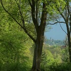 Blick auf den Flatowturn im Park Babelsberg