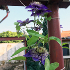 Blaue Clematis - 2. Blüte - Rüsselsheim-Königstädten