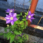 Clematis in der Dämmerung