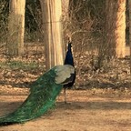 Pfau