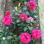 Rhododendron ein Tag später
