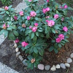 Rosa Rhododendron