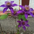 Clematis 2