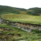 Grüne Hügellandschaft und Schafe - Woolacombe